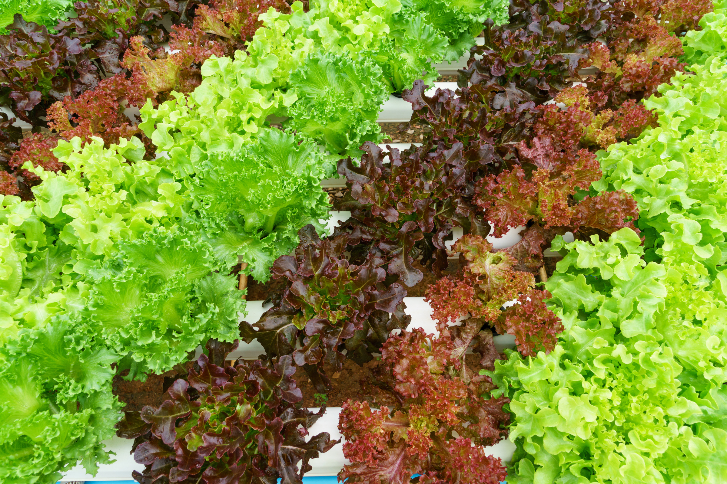 Vegetables hydroponics