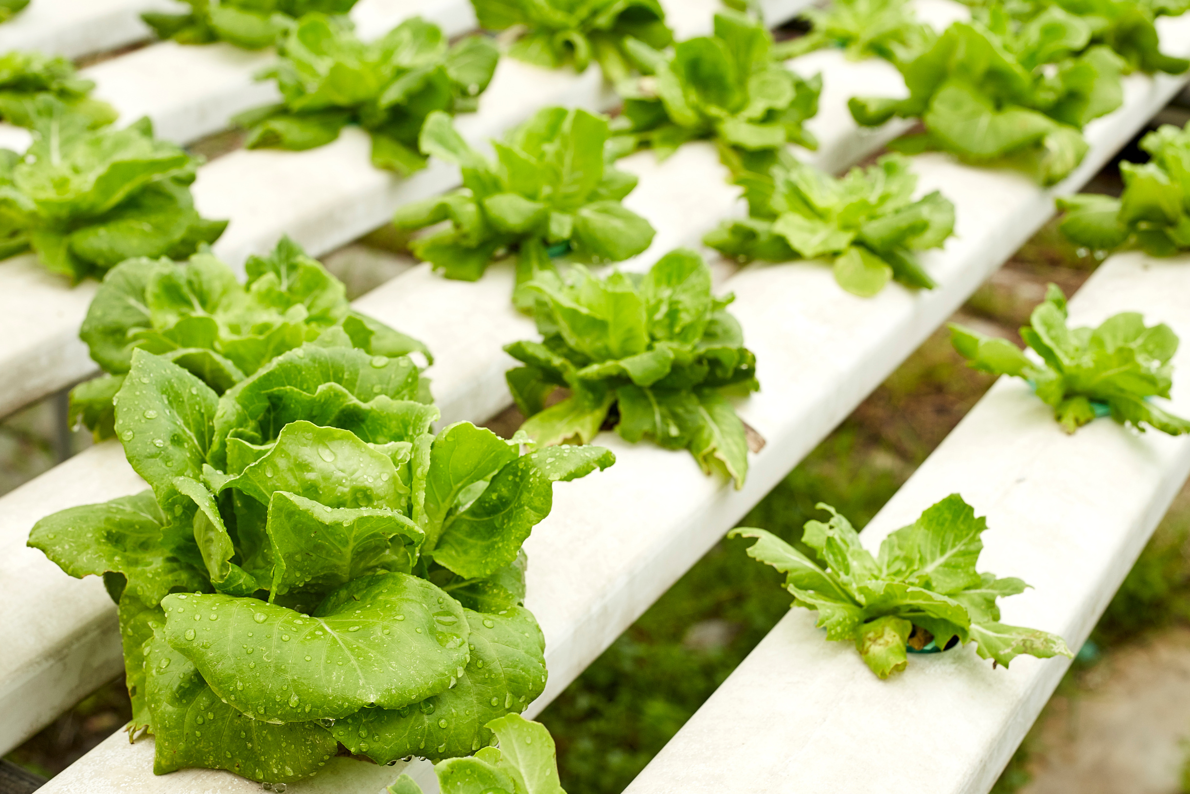 Hydroponic
