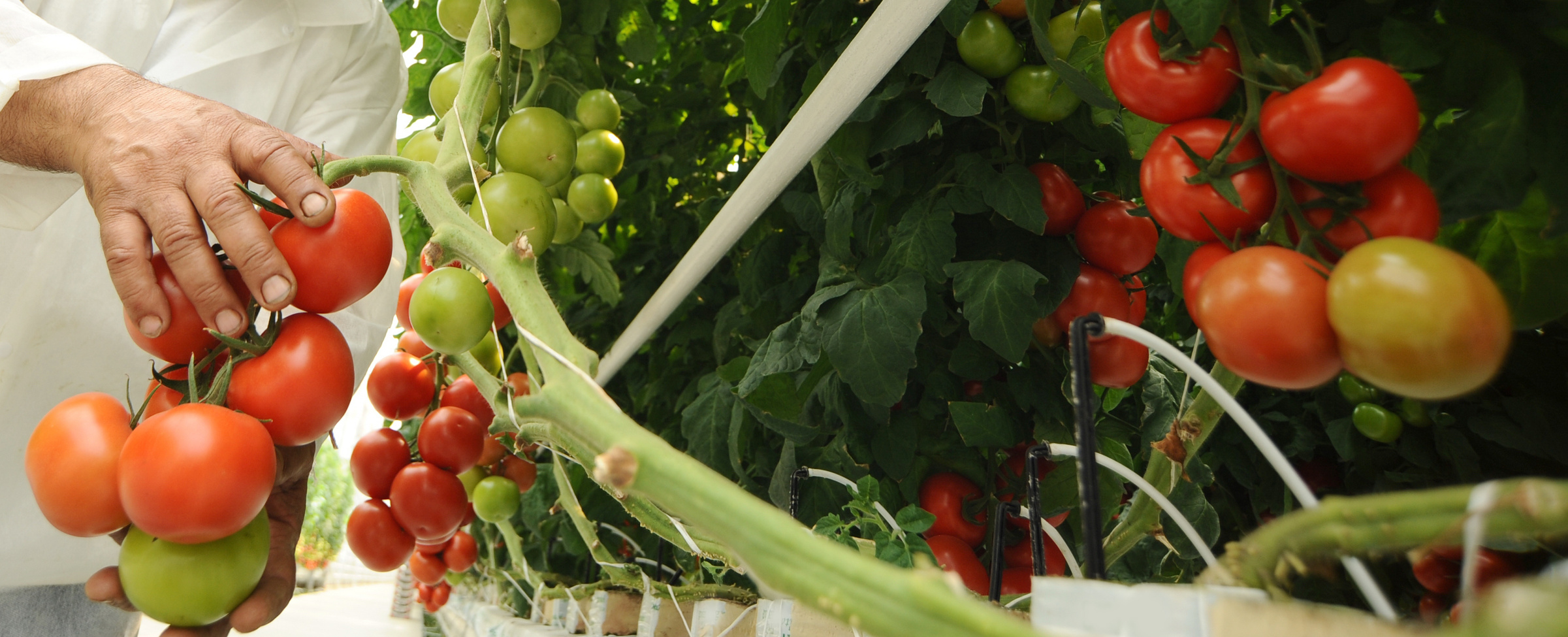 Hydroponic tomato