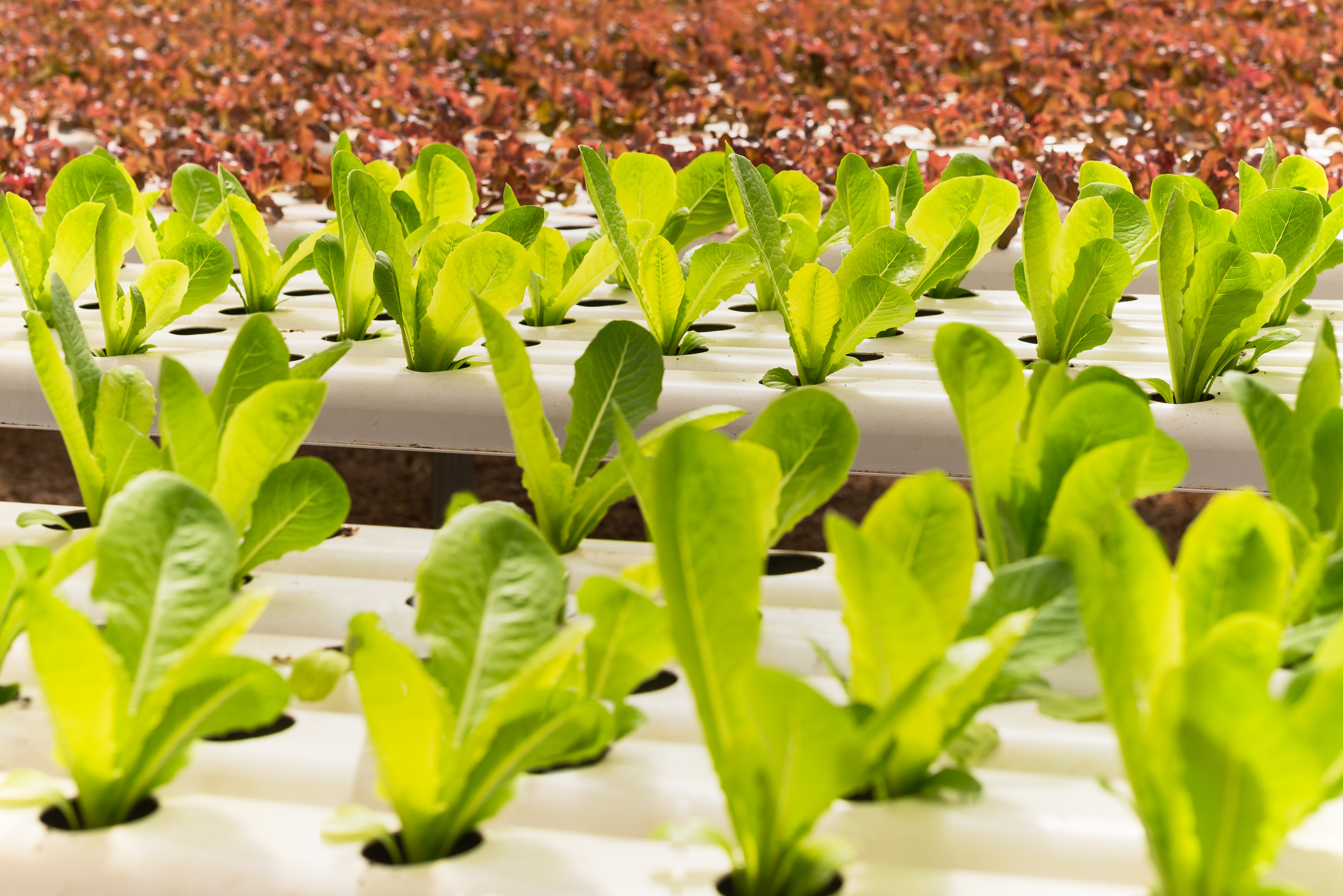 Hydroponic green and red oak lettuce growing in organic farm.