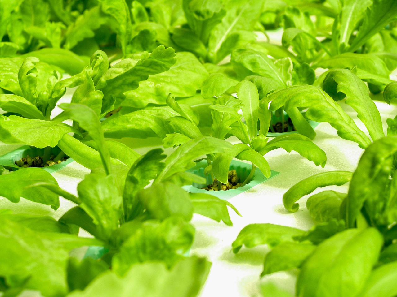 Hydroponic Farm